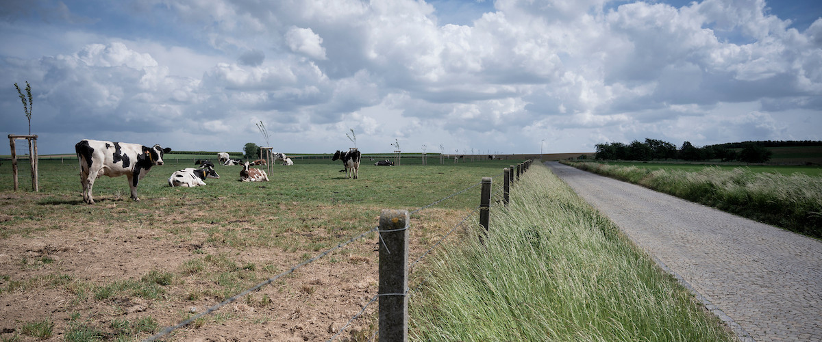 Op de Kriezel